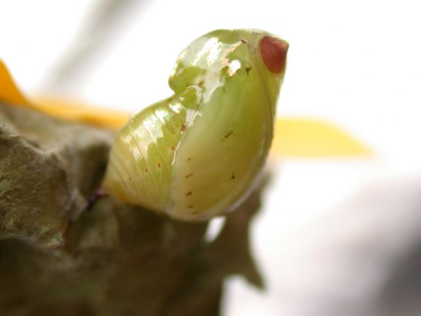 Ithomia lagusa pupa lateral, KRW-248