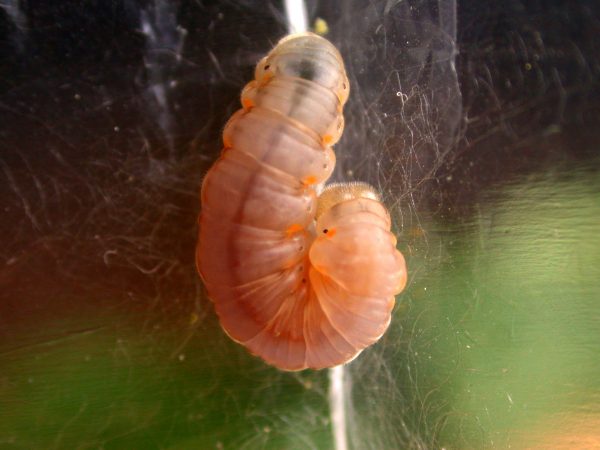Ithomia lagusa prepupa, KRW-196
