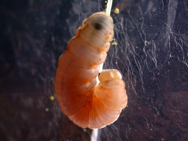 Ithomia lagusa prepupa, KRW-196