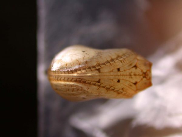 Ithomia lagusa pupa ventral, KRW-196
