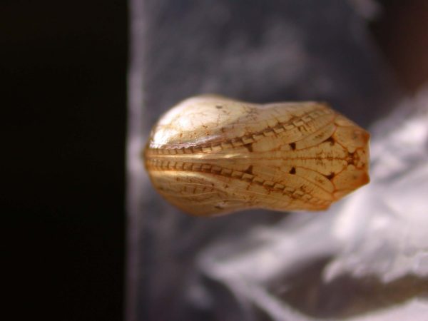 Ithomia lagusa pupa ventral, KRW-196