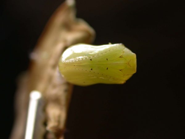 Ithomia lagusa pupa ventral, KRW-234