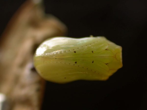 Ithomia lagusa pupa ventral, KRW-234