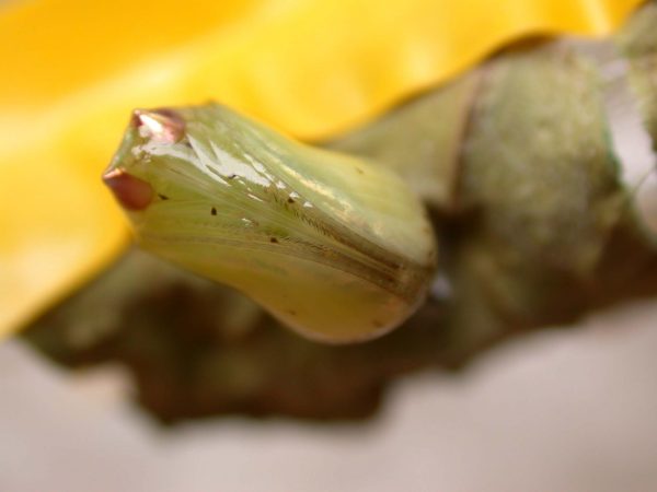 Ithomia lagusa pupa ventral, KRW-248