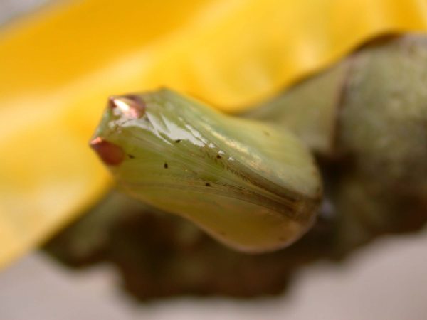 Ithomia lagusa pupa ventral, KRW-248