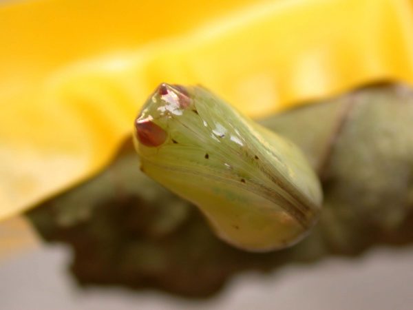 Ithomia lagusa pupa ventral, KRW-248