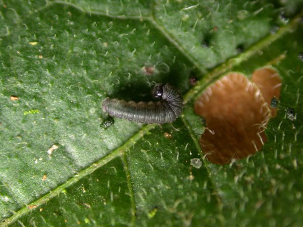 Ithomia salapia 2nd instar, KRW-232