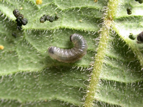 Ithomia salapia 3rd instar, KRW-233