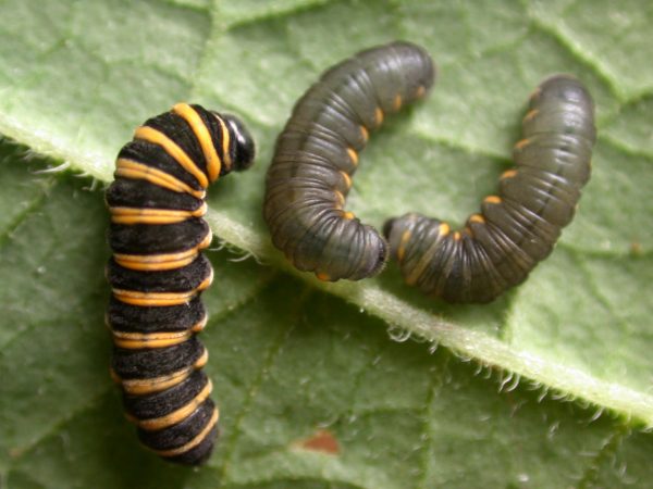 Ithomia salapia 4th instar or 5th instar, KRW-233