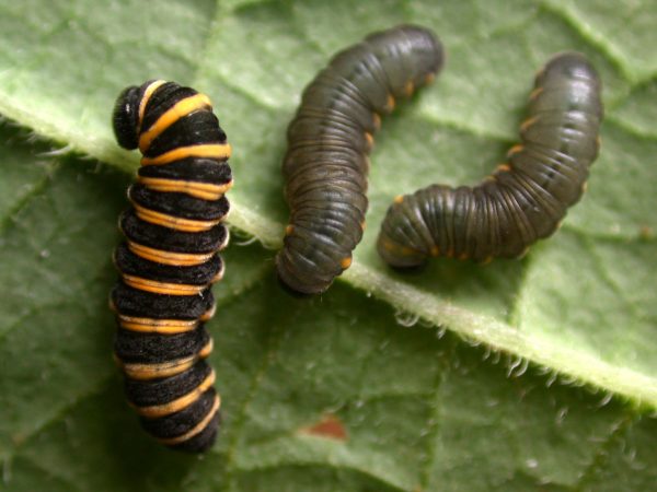 Ithomia salapia 4th instar or 5th instar, KRW-233