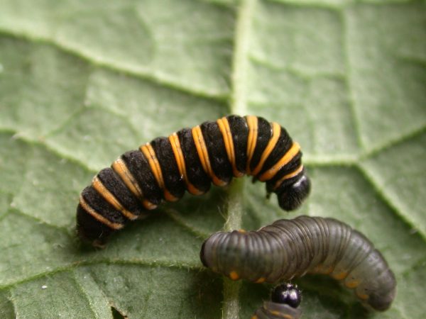 Ithomia salapia 4th instar or 5th instar, KRW-233