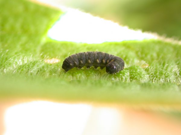 Ithomia salapia 4th instar, KRW-233