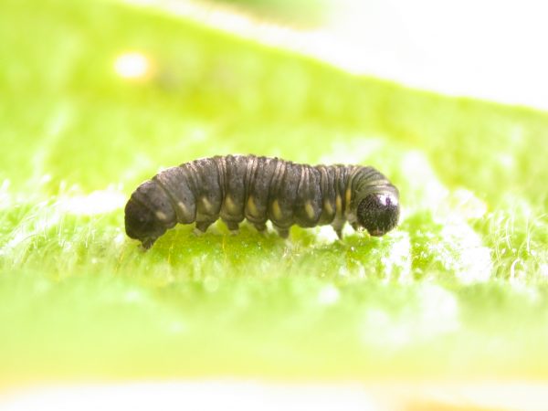 Ithomia salapia 4th instar, KRW-233