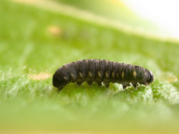 Ithomia salapia 4th instar, KRW-233
