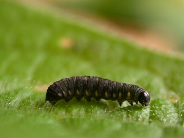 Ithomia salapia 4th instar, KRW-233