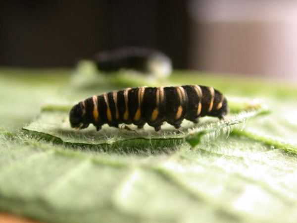 Ithomia salapia 5th instar, KRW-232