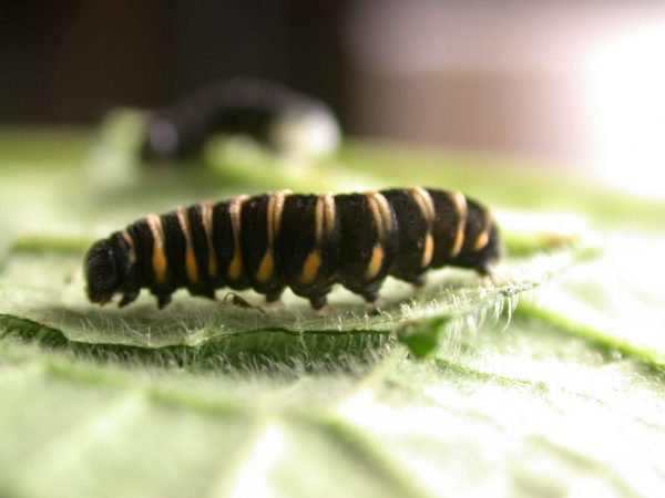 Ithomia salapia 5th instar, KRW-232