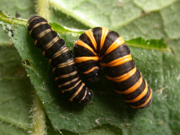 Ithomia salapia 5th instar, KRW-232