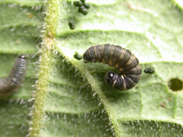 Ithomia salapia 5th instar, KRW-233