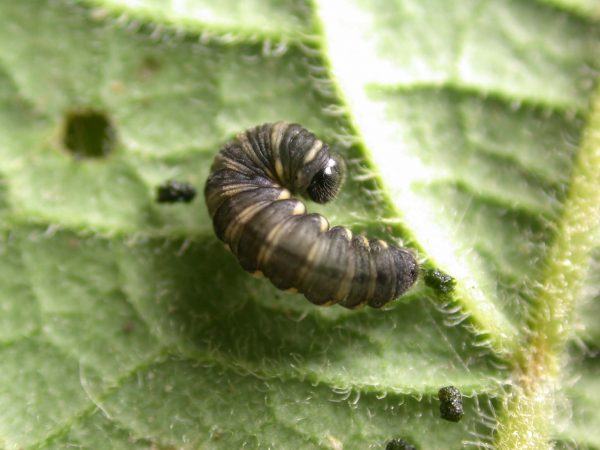 Ithomia salapia 5th instar, KRW-233