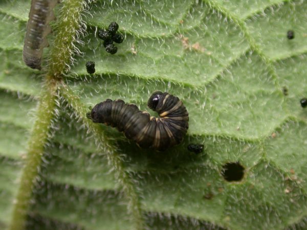 Ithomia salapia 5th instar, KRW-233
