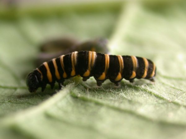 Ithomia salapia 5th instar, KRW-233