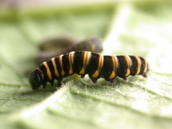 Ithomia salapia 5th instar, KRW-233