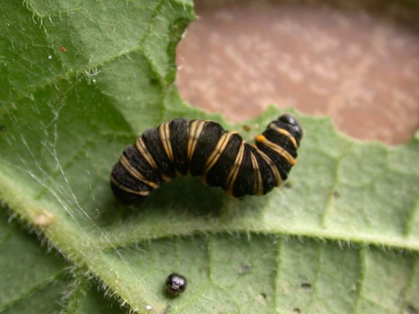 Ithomia salapia 5th instar, KRW-232