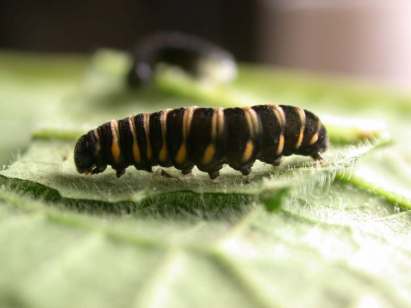 Ithomia salapia 5th instar, KRW-232