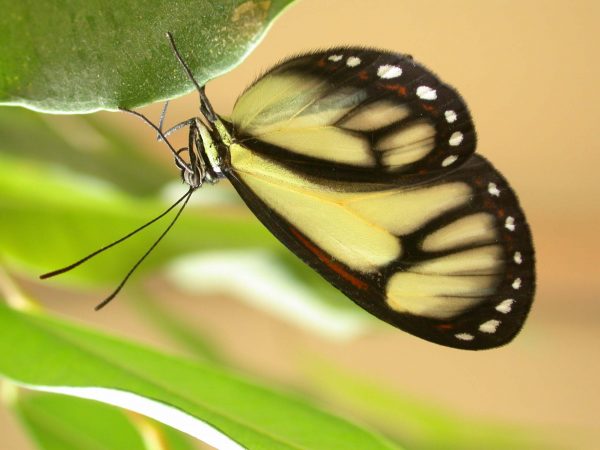 Ithomia salapia adult, KRW-232