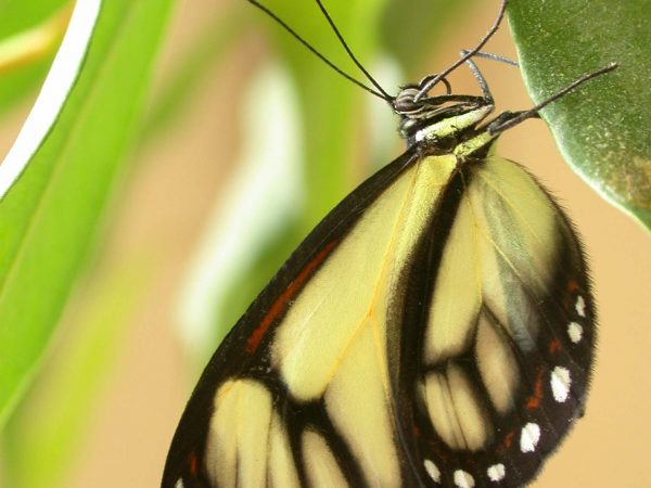 Ithomia salapia adult, KRW-232