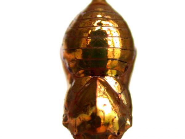 Ithomia salapia pupa dorsal, KRW-232