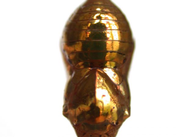 Ithomia salapia pupa dorsal, KRW-232