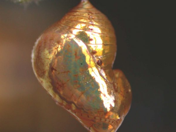 Ithomia salapia pupa lateral, KRW-232