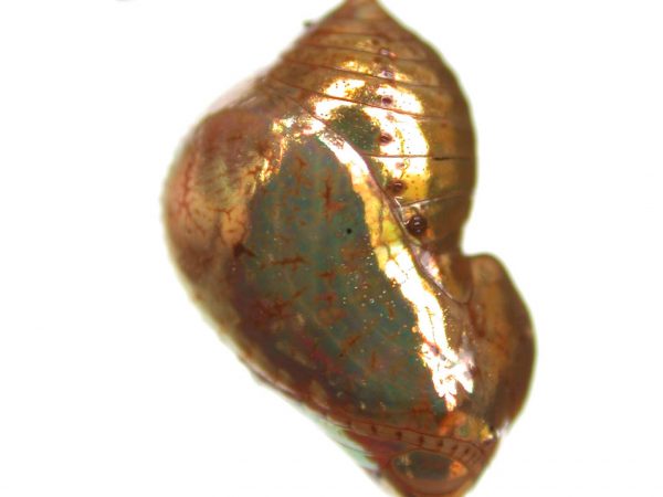 Ithomia salapia pupa lateral, KRW-232