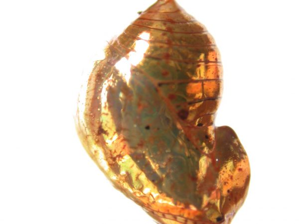 Ithomia salapia pupa lateral, KRW-232