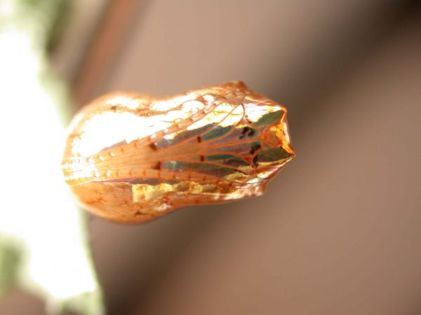 Ithomia salapia pupa ventral, KRW-232