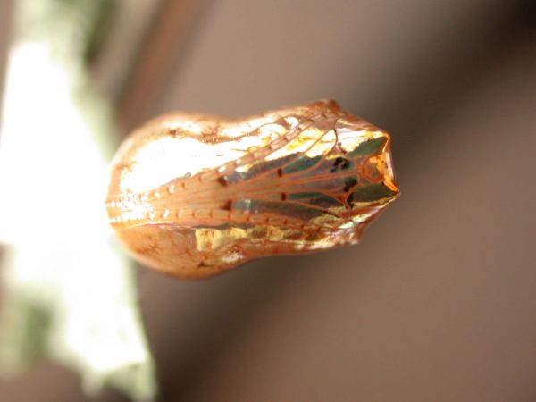 Ithomia salapia pupa ventral, KRW-232