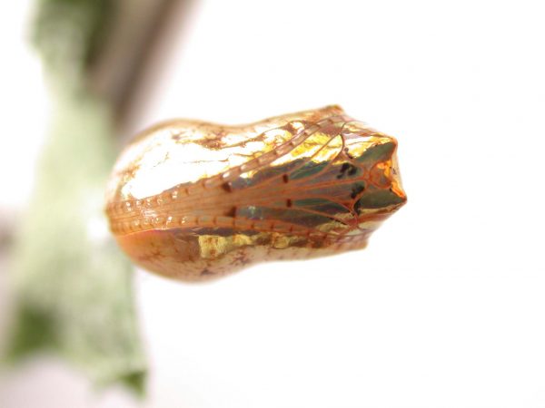 Ithomia salapia pupa ventral, KRW-232