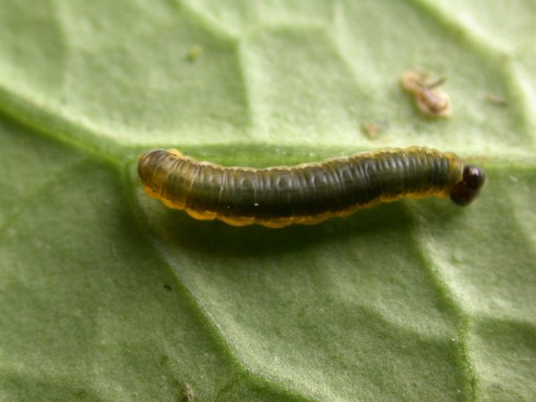 Ithomia sp. 4th instar, KRW-239
