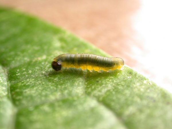 Ithomia sp. 4th instar, KRW-239