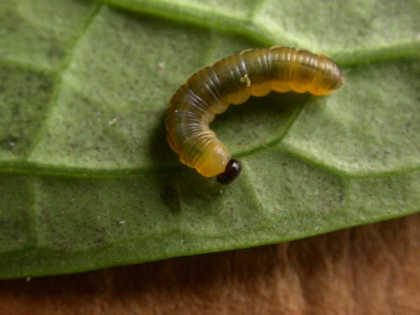 Ithomia sp. 4th instar, KRW-239
