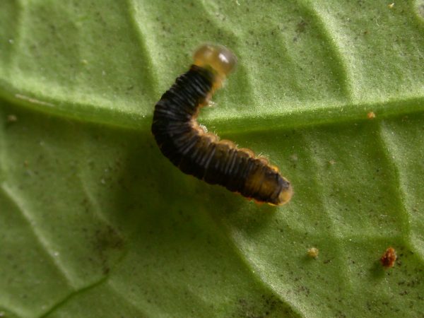 Ithomia sp. 5th instar, KRW-239