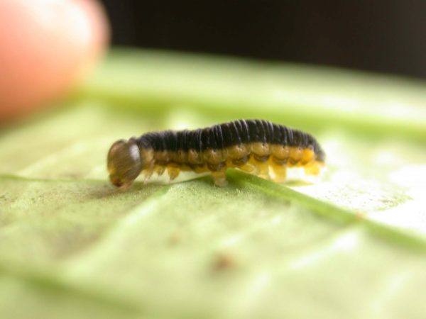 Ithomia sp. 5th instar, KRW-239