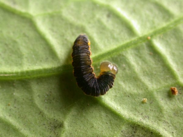 Ithomia sp. 5th instar, KRW-239