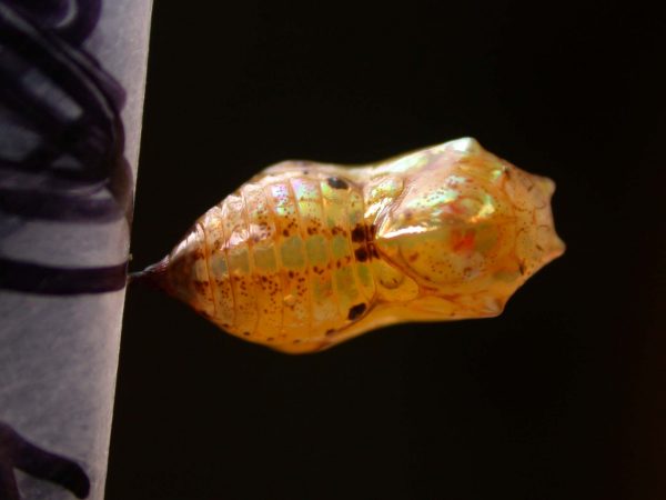 Ithomia sp. pupa dorsal, KRW-239