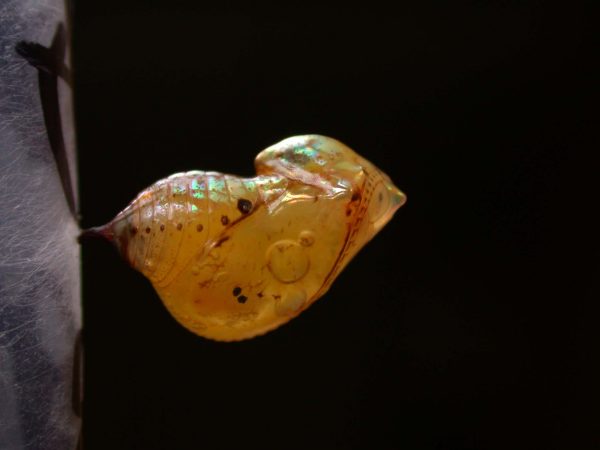 Ithomia sp. pupa lateral, KRW-239