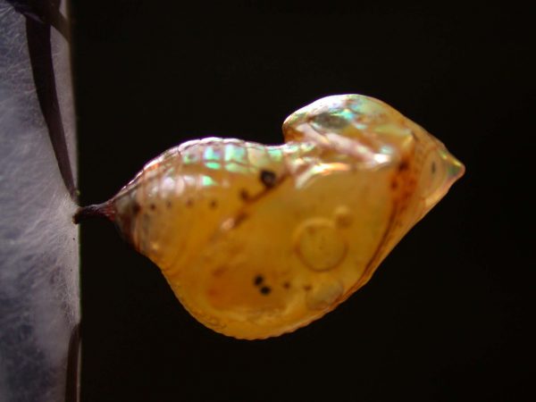Ithomia sp. pupa lateral, KRW-239