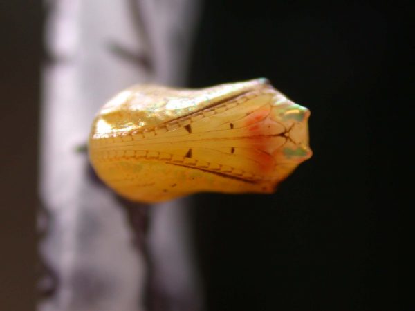 Ithomia sp. pupa ventral, KRW-239