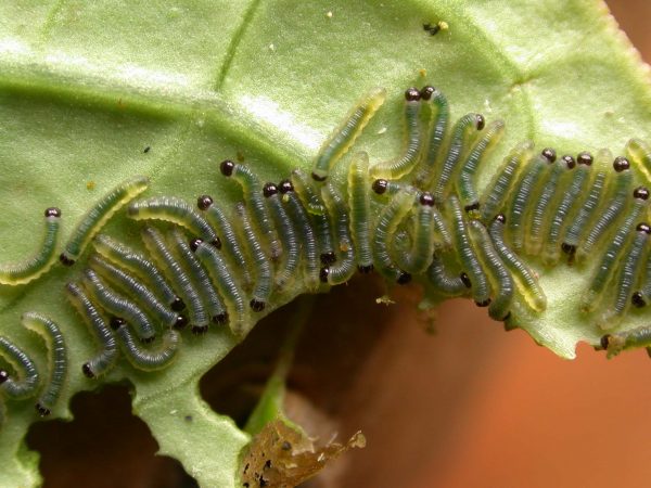Ithomia terra 1st instar, KRW-182
